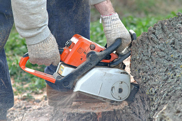 Reliable Wahiawa, HI Tree Removal Services Solutions